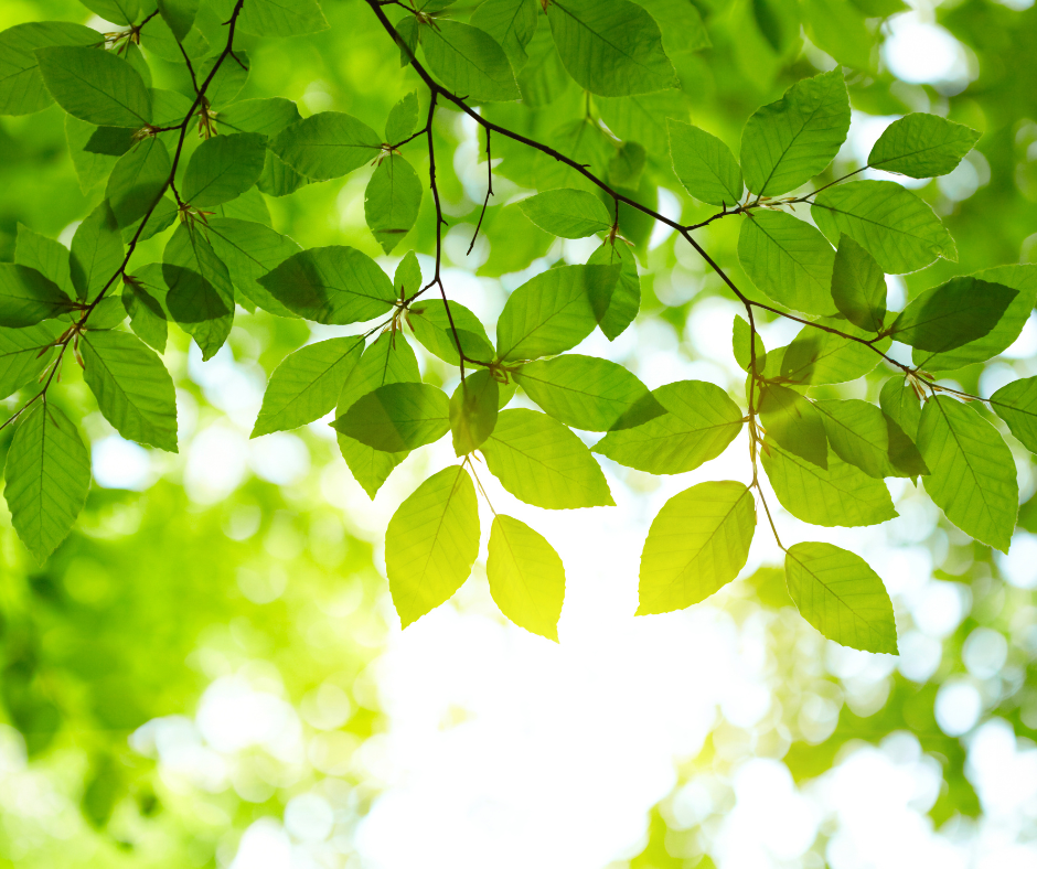 Foglie che rimandano alla sostenibilità e al Green Deal europeo.